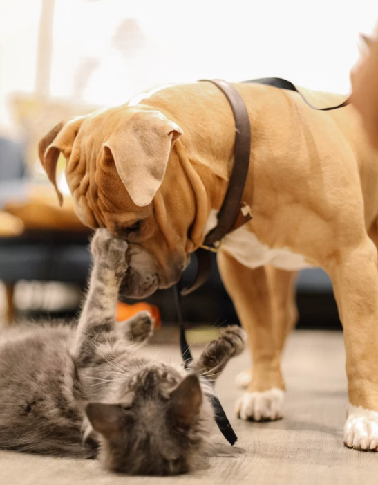 how to introduce a cat to a dog