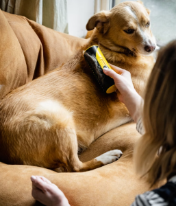 5 Easy Ways to Reduce Shedding in Dogs