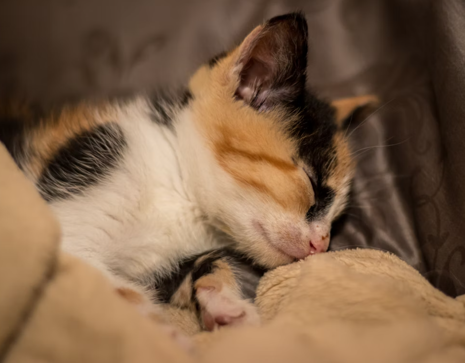 kitten sleep