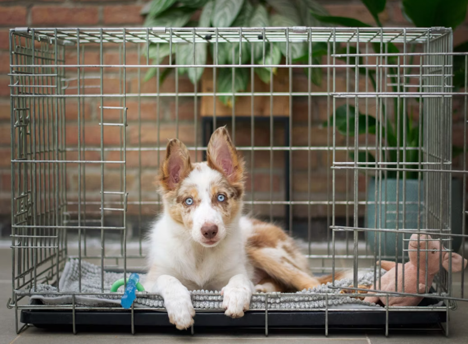 puppy crying crate