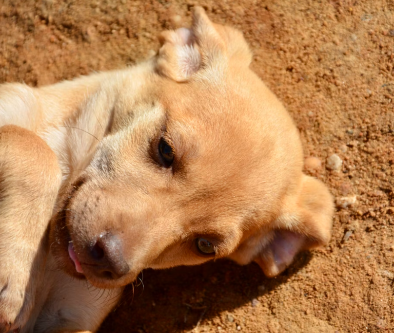 puppy eating dirt