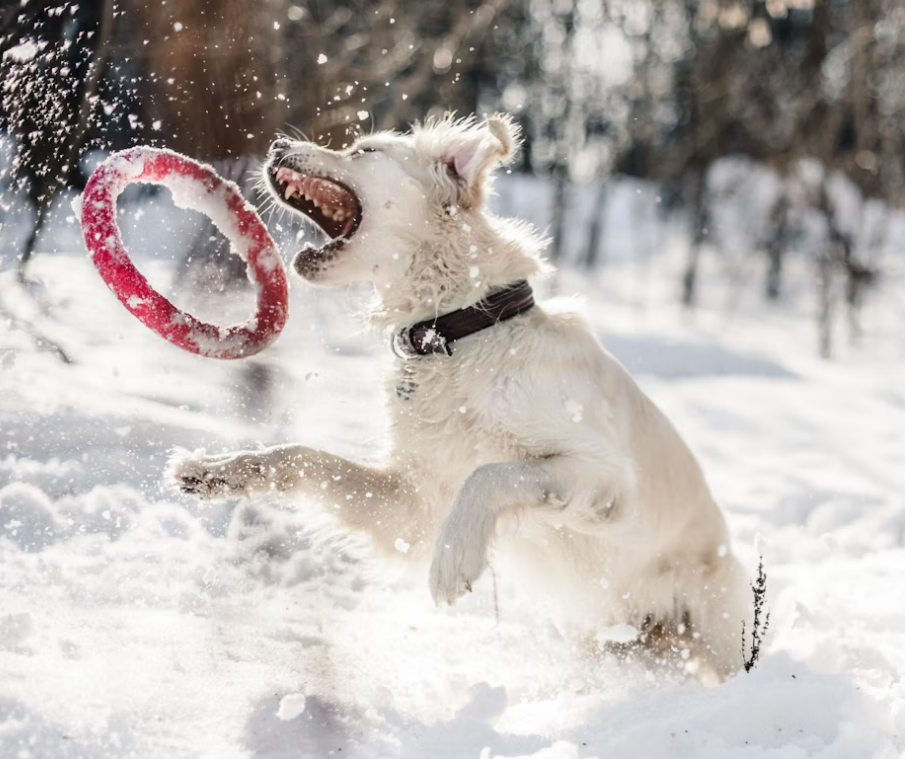 safe temperatures for dogs outside