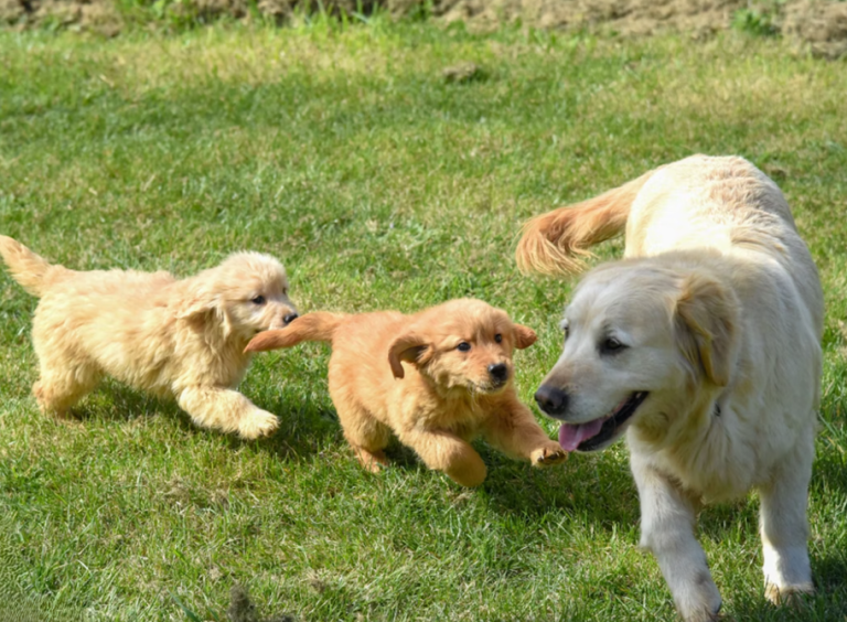 stop puppy biting