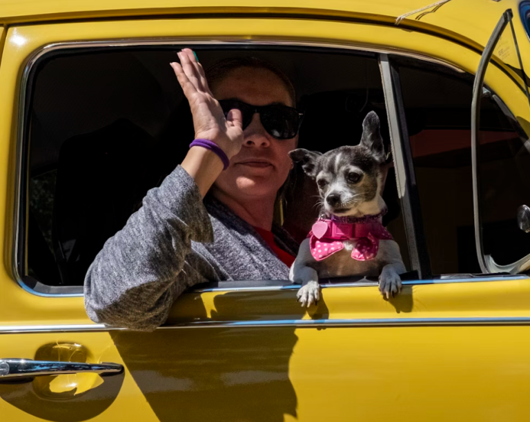 traveling with dogs