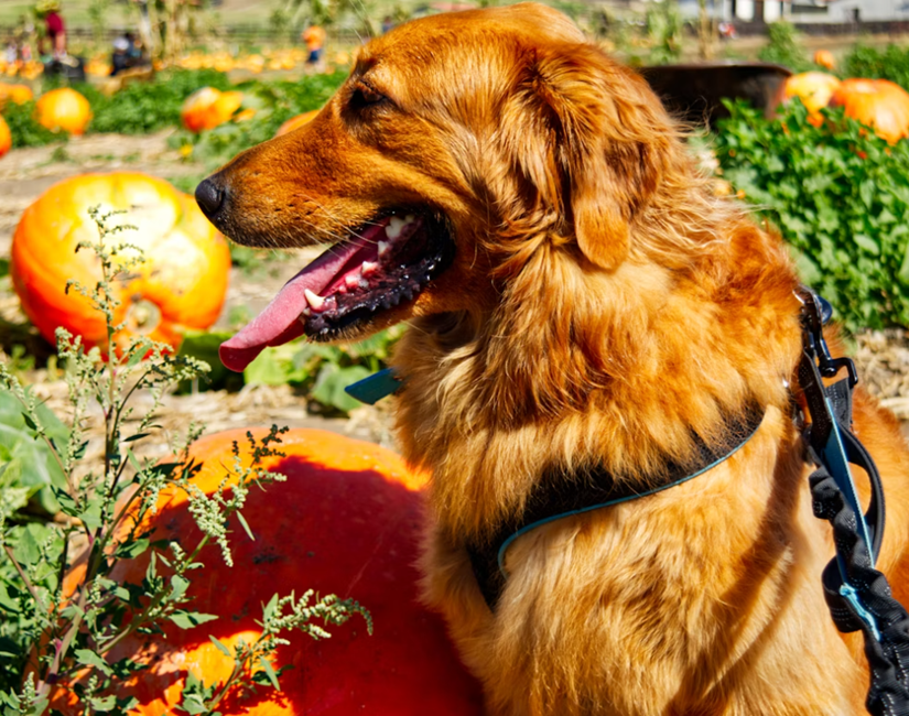 vegetarian diet for dogs