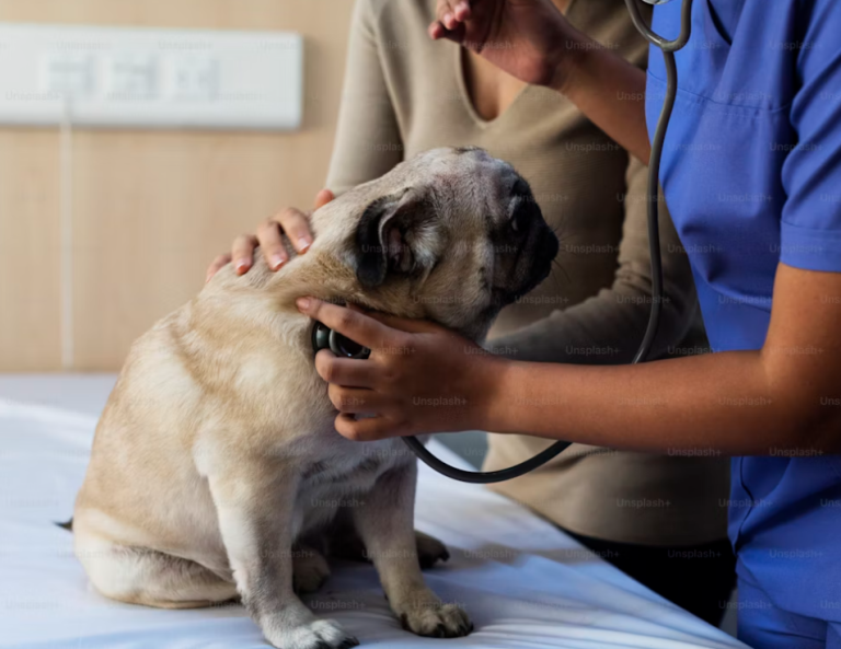 veterinarian for dogs