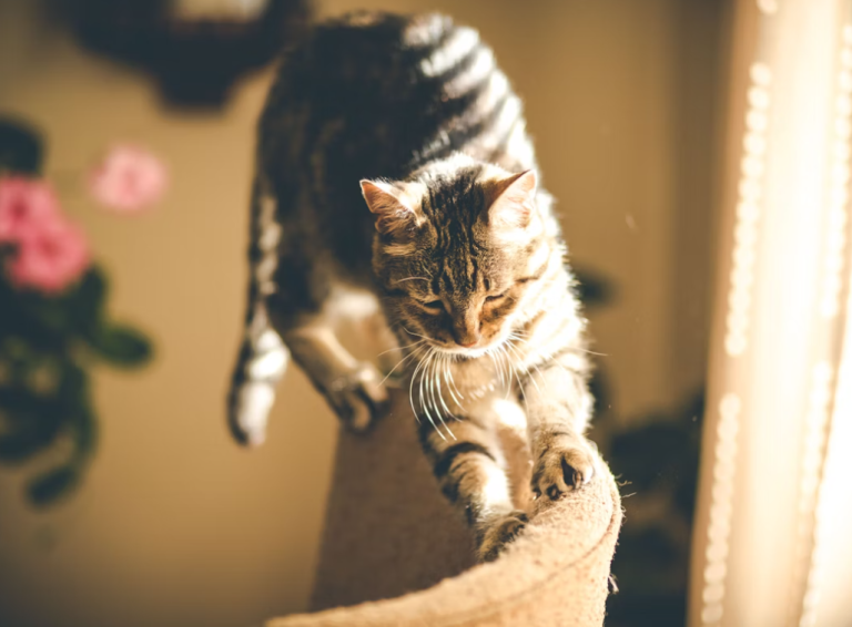 Cat Exercise