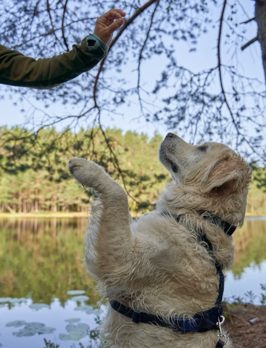 Dog training without treats