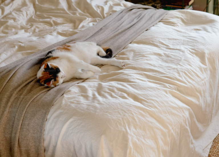 cat body language
