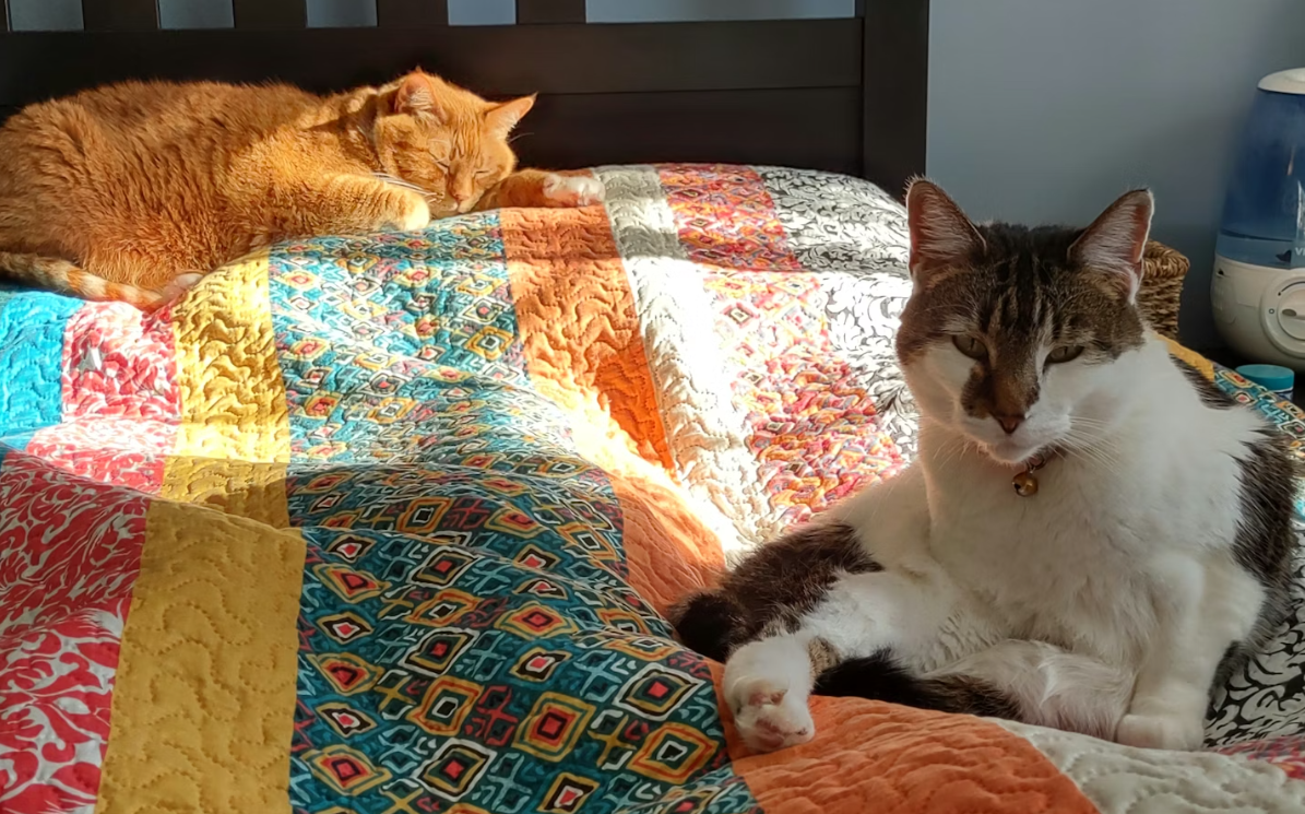 cat wakes me up too early