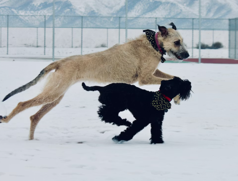 cold weather pet safety