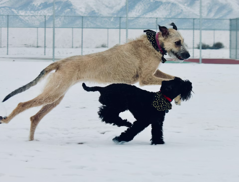 cold weather pet safety