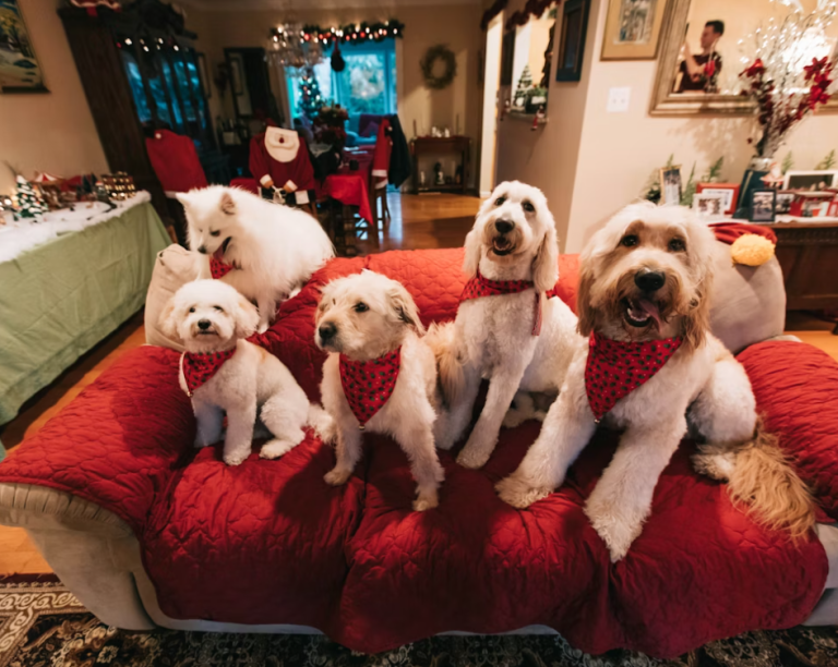 dog holiday anxiety