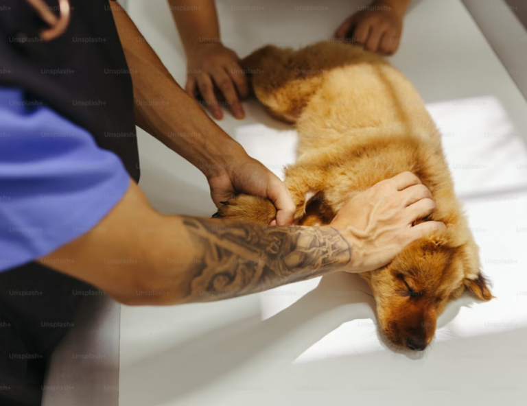 dog massage