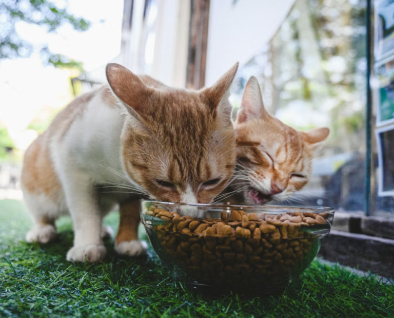 feeding pets