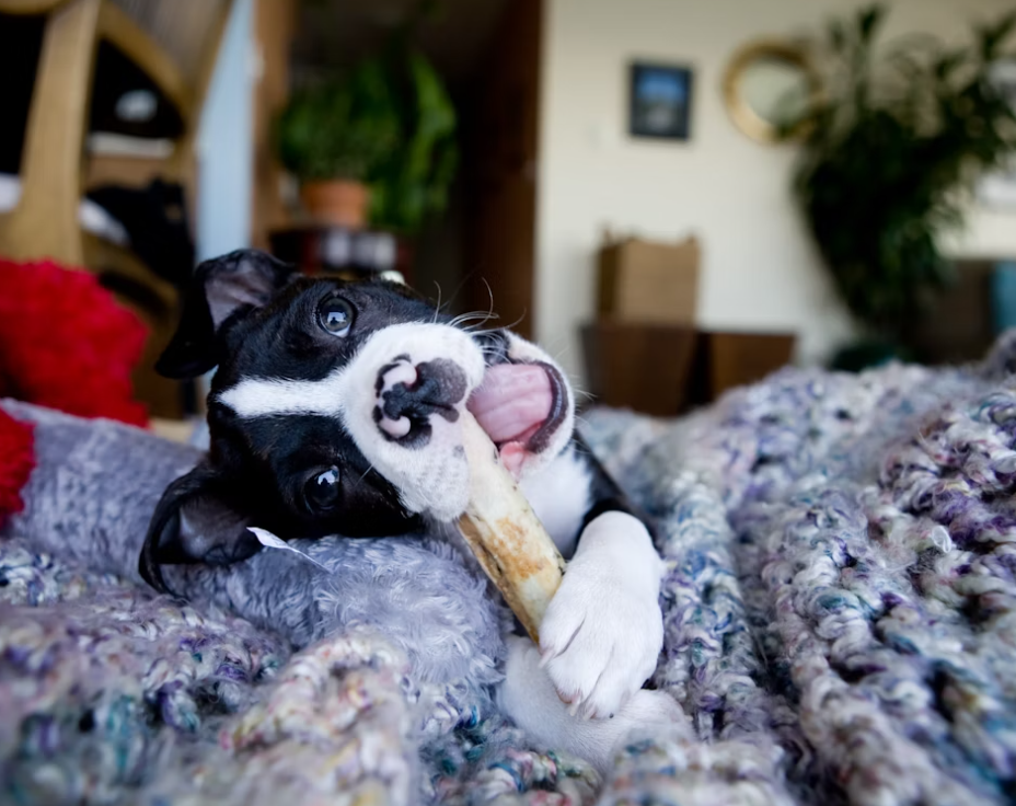 how to keep puppies from chewing on furniture