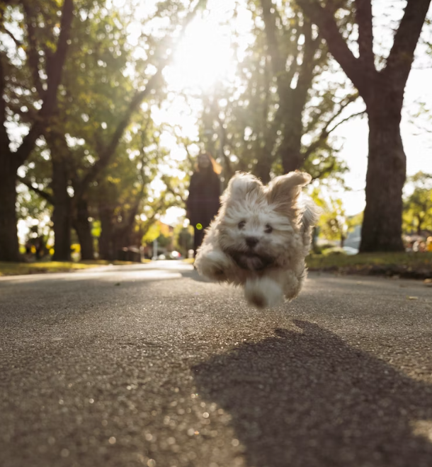 how to tire out a puppy
