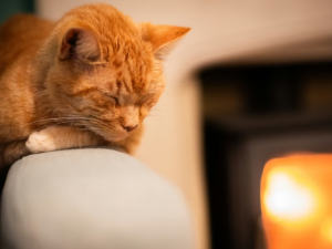 ideal indoor temperature for kittens