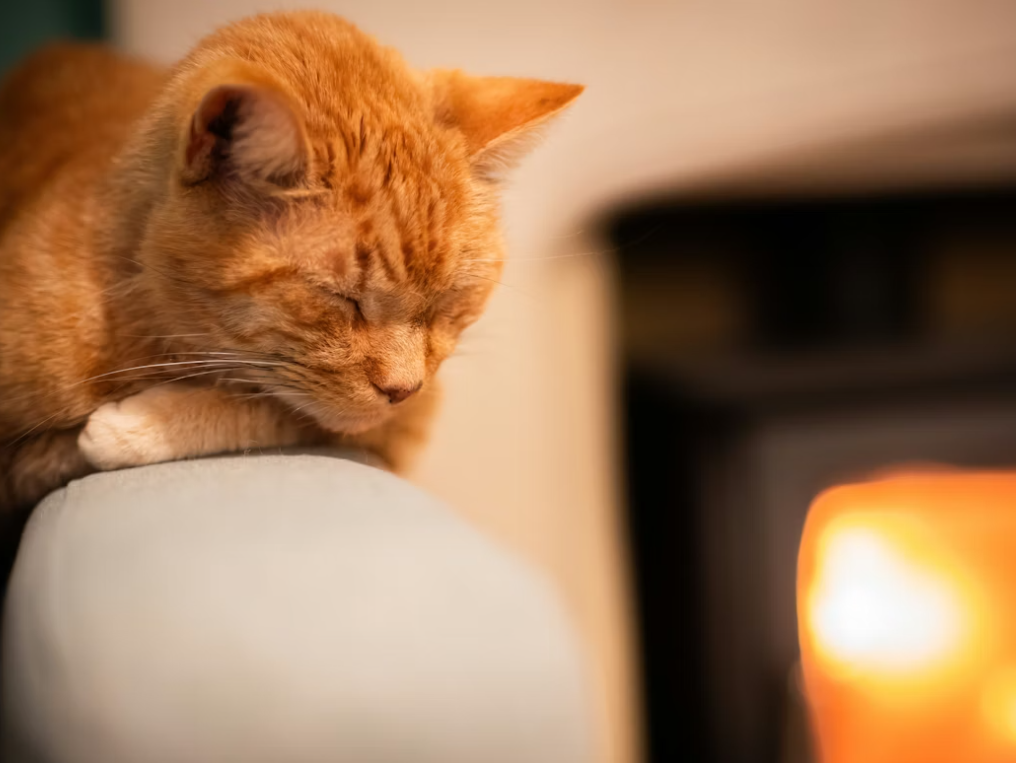 ideal indoor temperature for kittens