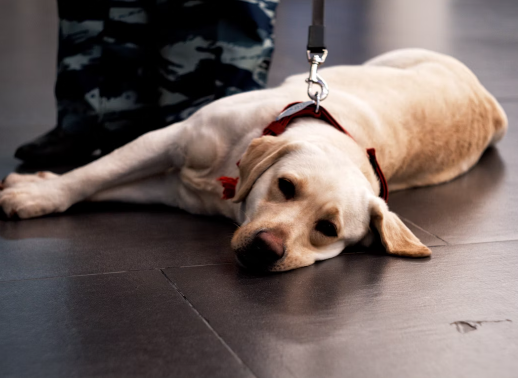 long distance pet transport