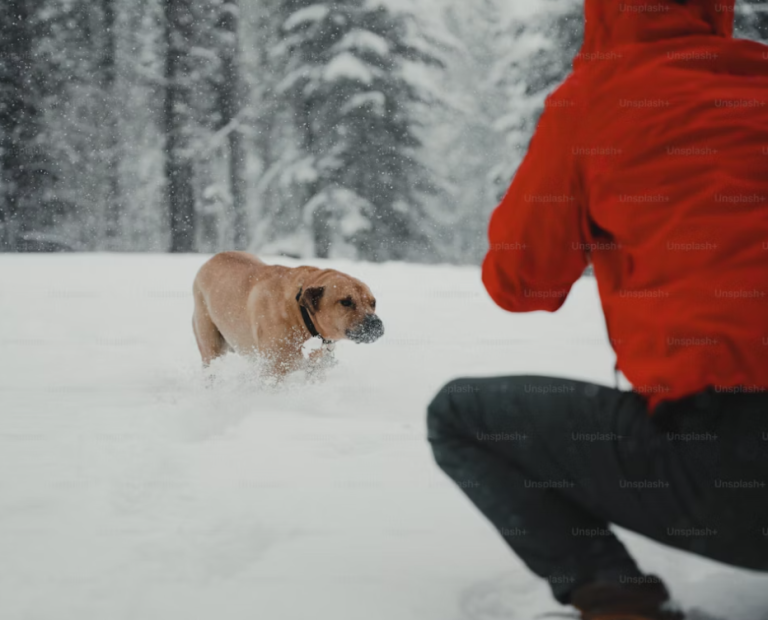 old dog arthritis