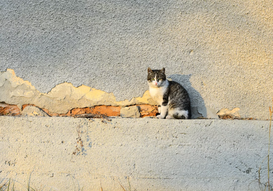 pet memorial portrait