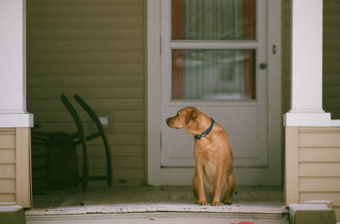 pet separation anxiety