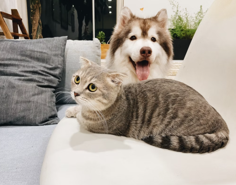 pet wellness tips