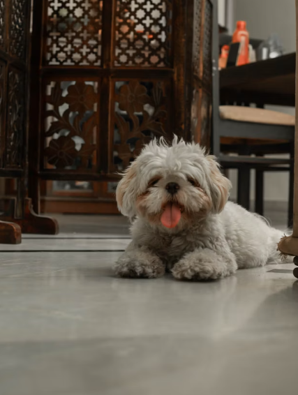 puppy first day home