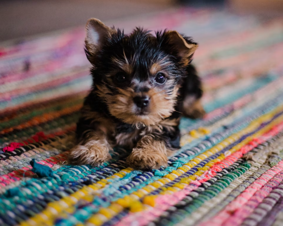 puppy house training
