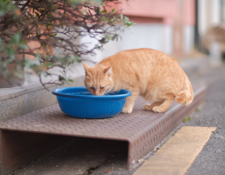 senior cat diet