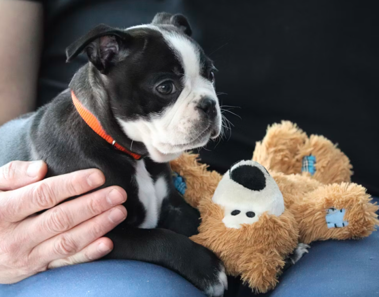 signs puppy is sick