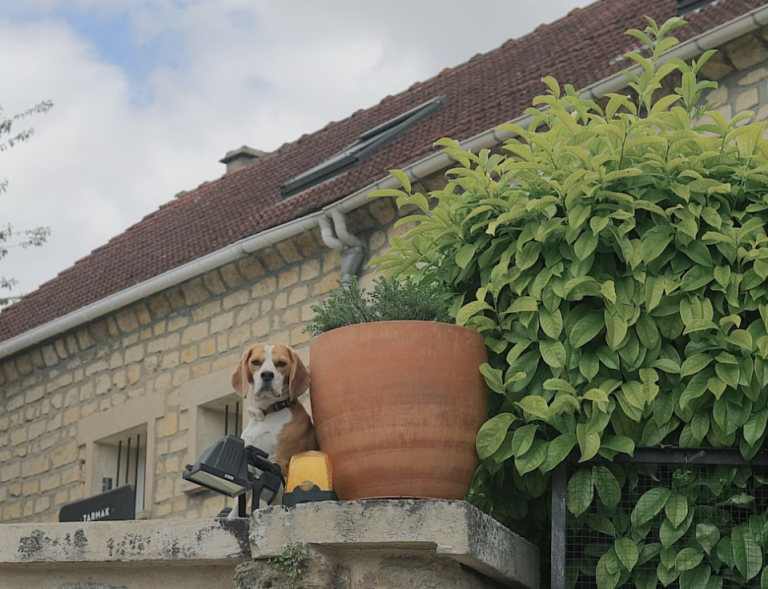 toxic plants for dogs and cats