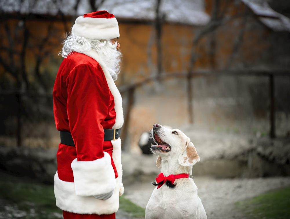 Christmas Eve Pets