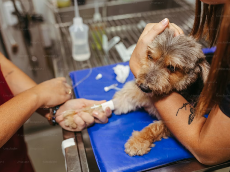 Diabetes in Dogs