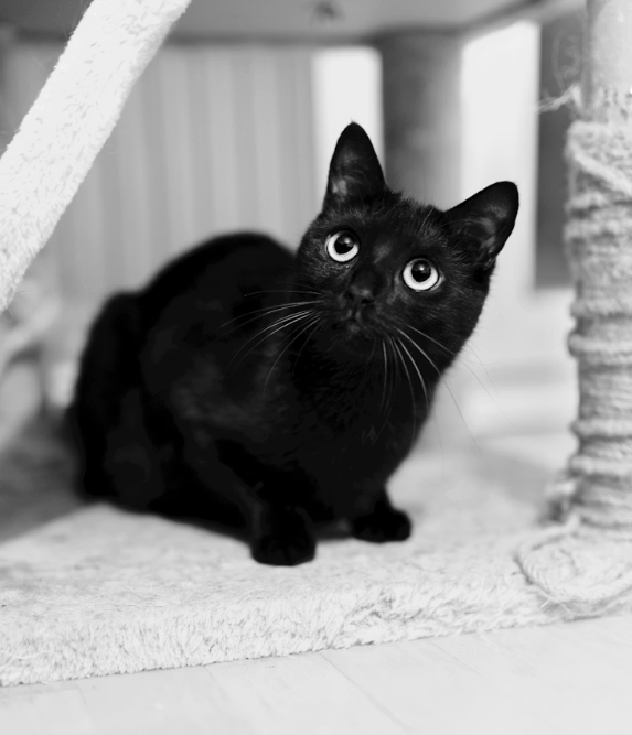 How to get a kitten to trust you