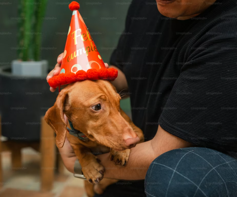 New Year’s Eve pets