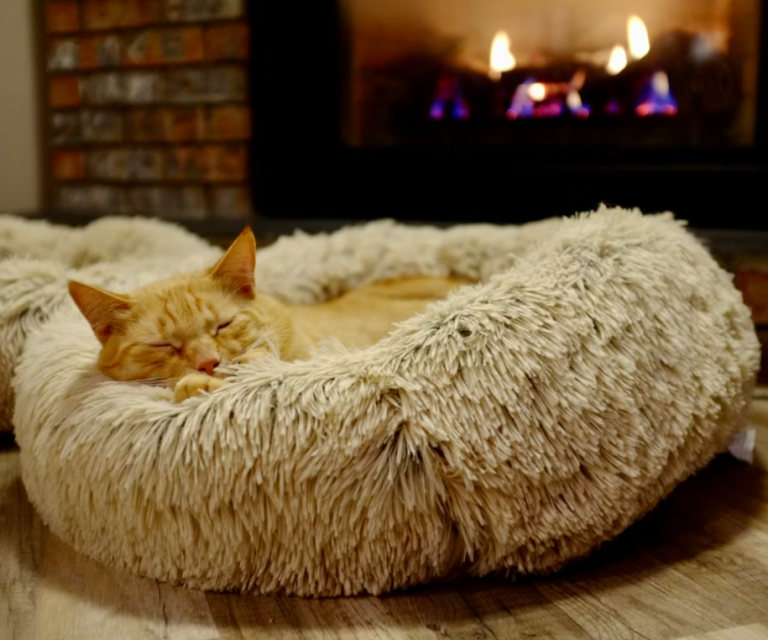 Enrichment For Pets