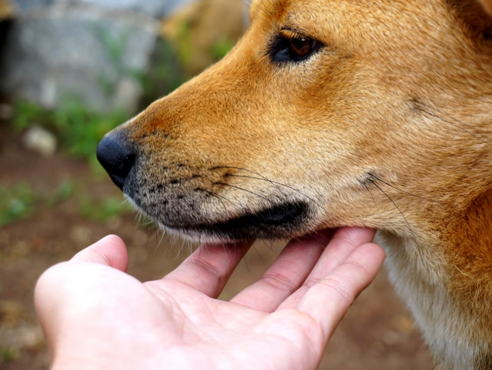 animal body language