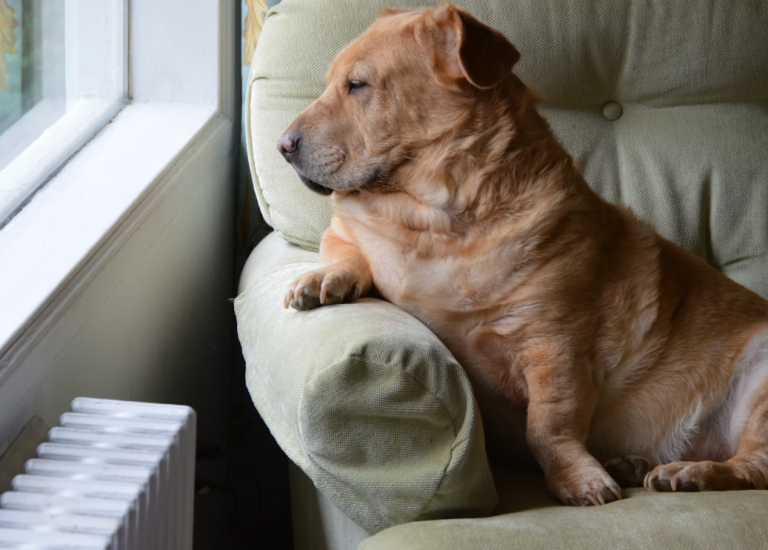 dog sudden anxiety