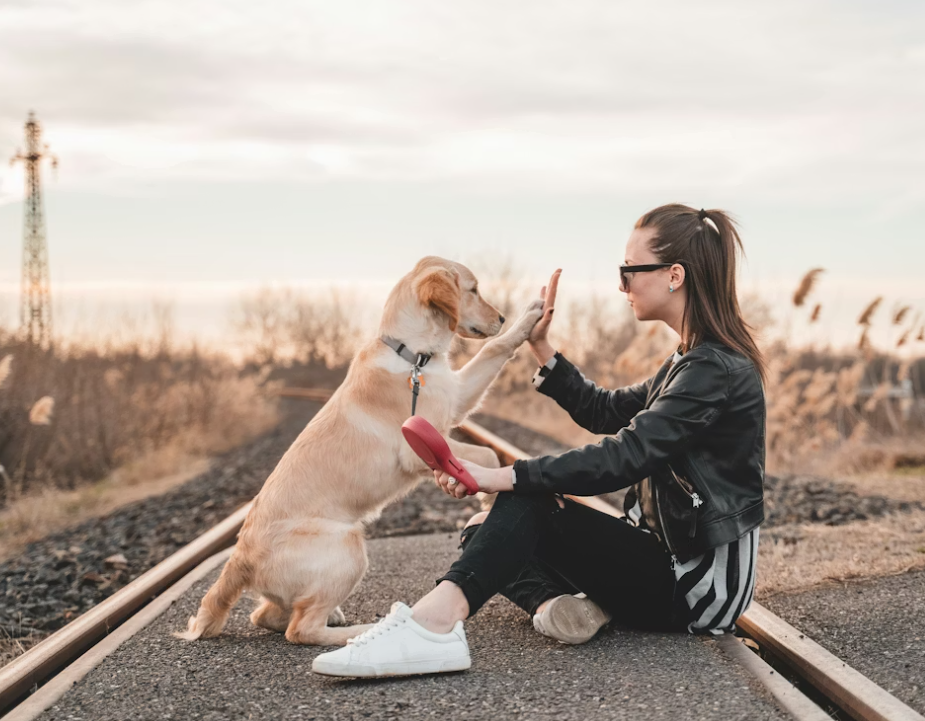 dog training credentials