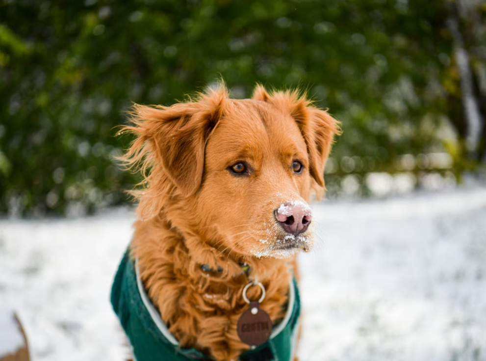 dog winter wellness