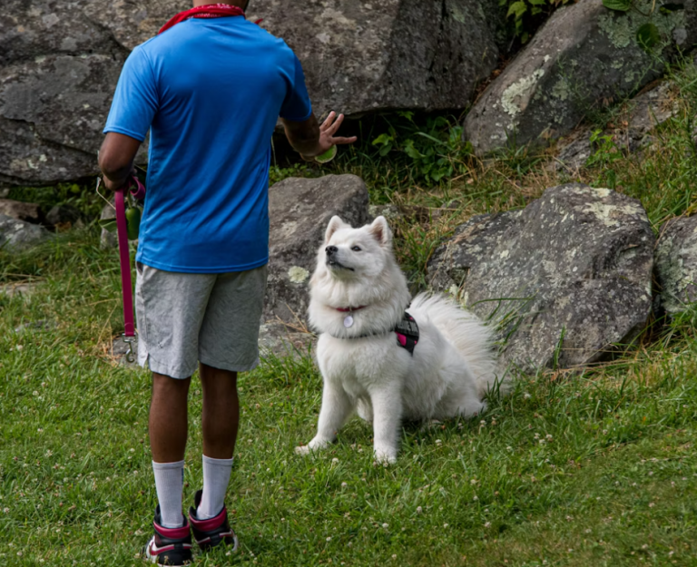 fast dog training