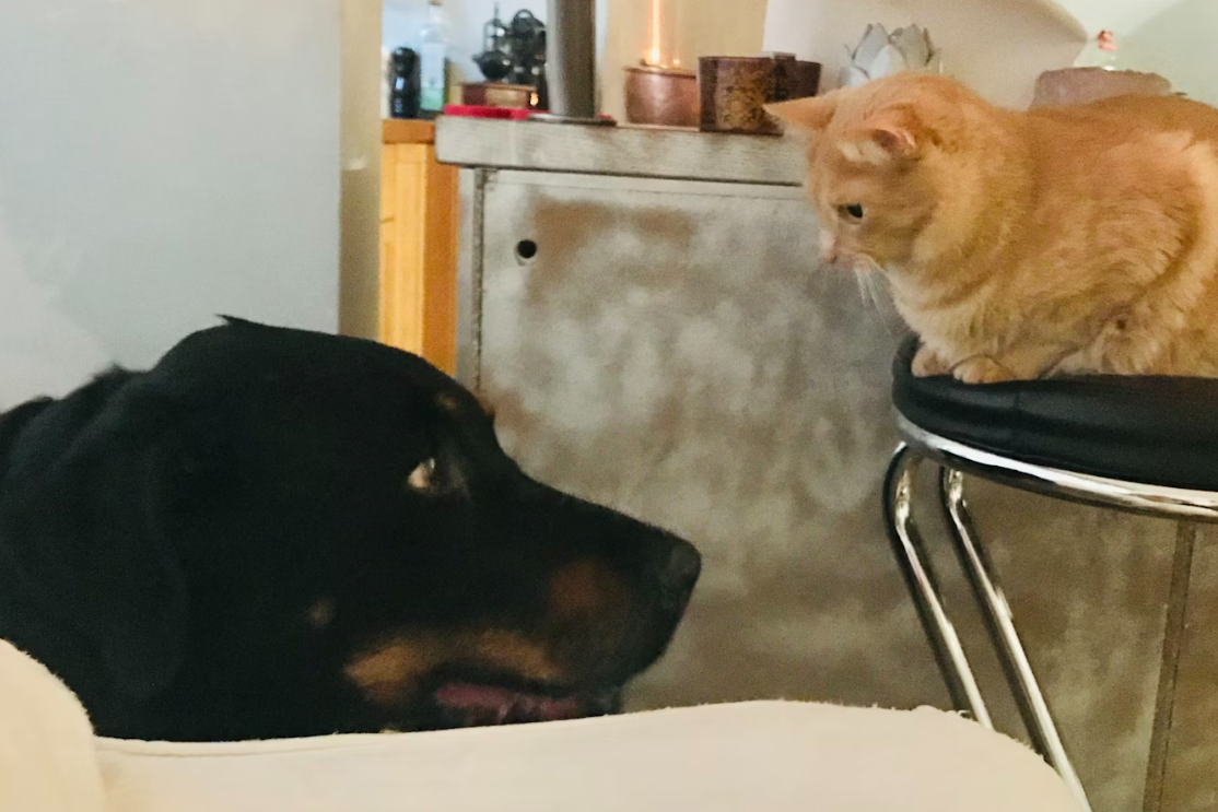 gig economy affect on pet care