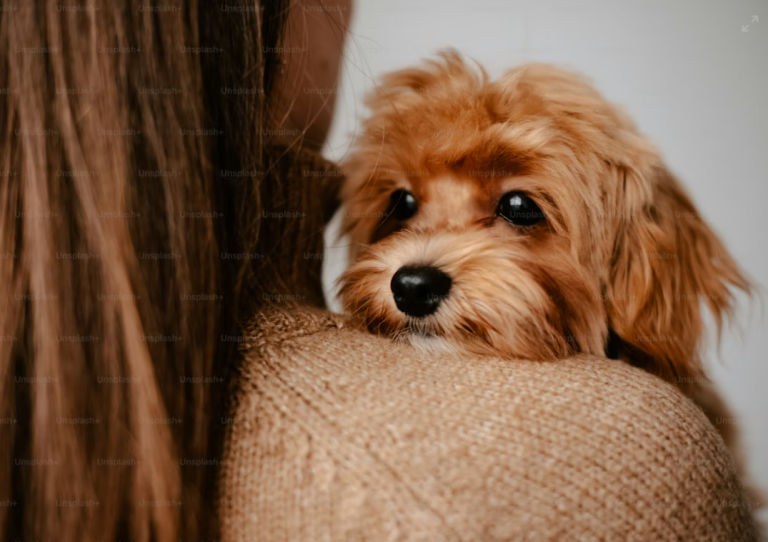 pet anxiety