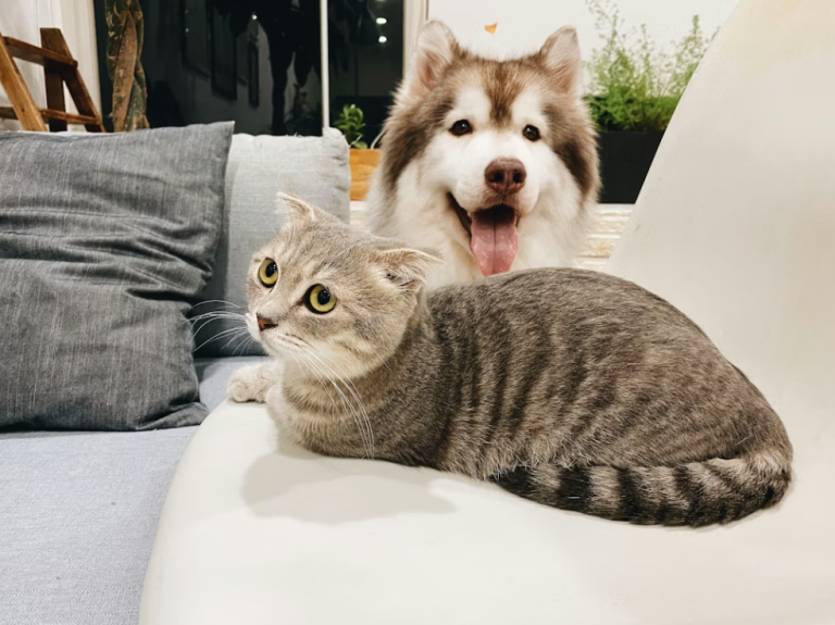 pet care myths