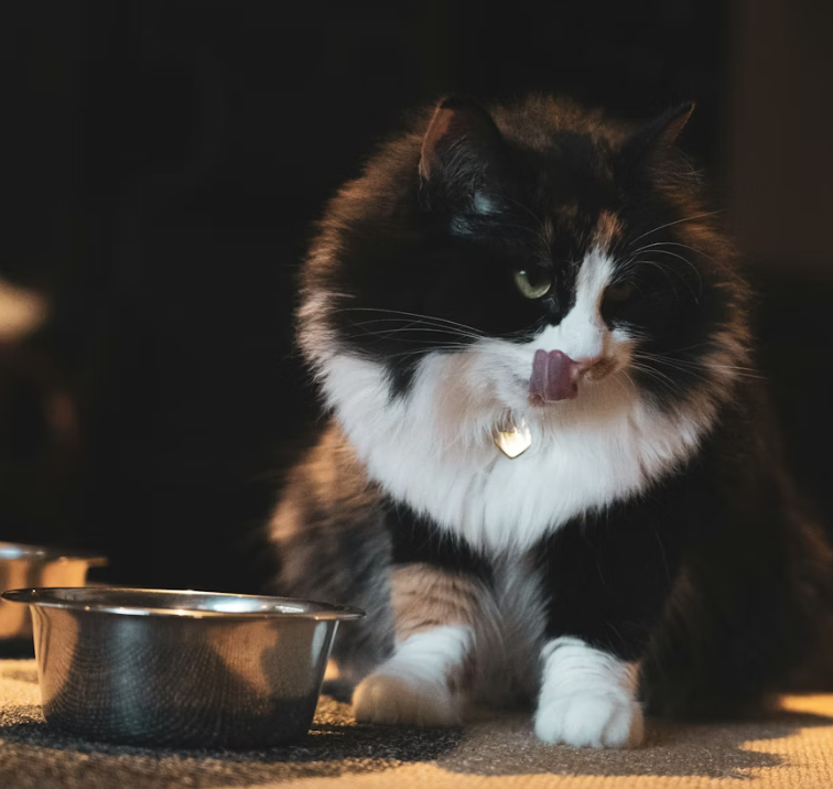 senior diet for cats