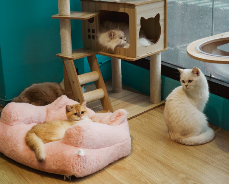 sounds cats hate
