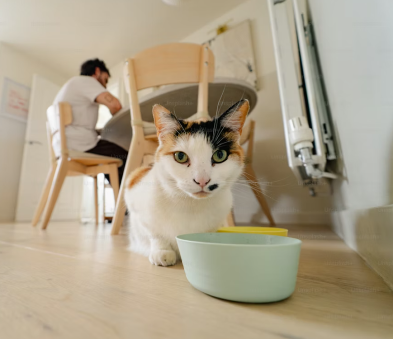 Can Cats Safely Eat Human Food
