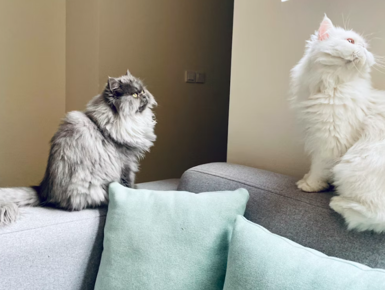Persian cat care